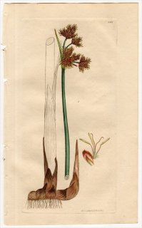 1811ǯ Sowerby English Botany  No.2321 ĥꥰ 䥬° SCIRPUS glaucus