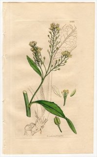 1811ǯ Sowerby English Botany  No.2323 ֥ʲ 襦掠° 襦掠 COCHLEARIA Armoracia