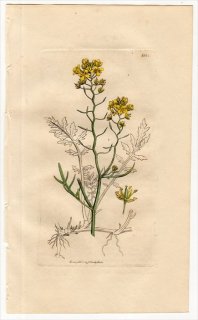 1811ǯ Sowerby English Botany  No.2324 ֥ʲ ̥饷° ϥ̥饷 SISYMBRIUM sylvestre