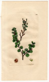 1811ǯ Sowerby English Botany  No.2326 ХΥ ХΥ° ҥᥫ BETULA nana