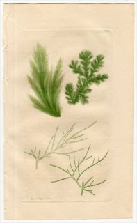1811ǯ Sowerby English Botany  No.2327  ° 勵 CONFERVA albida 