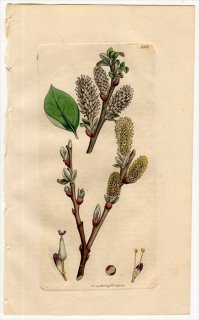 1811ǯ Sowerby English Botany  No.2333 ʥ ʥ° Хåʥ SALIX sphacelata