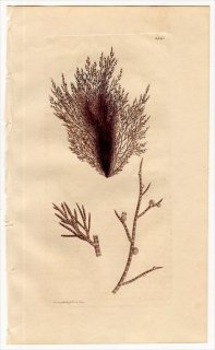 1811ǯ Sowerby English Botany  No.2340 եޥĥ ȥ° CONFERVA nigra 