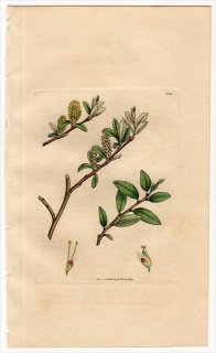 1811ǯ Sowerby English Botany  No.2341 ʥ ʥ° SALIX vacciniifolia