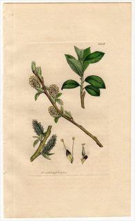 1811ǯ Sowerby English Botany  No.2342 ʥ ʥ° SALIX rupestris