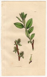 1811ǯ Sowerby English Botany  No.2343 ʥ ʥ° SALIX Andersoniana