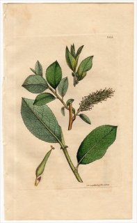 1811ǯ Sowerby English Botany  No.2344 ʥ ʥ° SALIX Forsteriana
