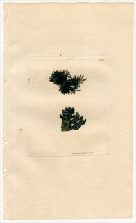 1811ǯ Sowerby English Botany  No.2348 Υ ץȥ° COLLEMA plicatile 