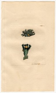 1811ǯ Sowerby English Botany  No.2349 Υ Υ° ХΥ COLLEMA tenax 