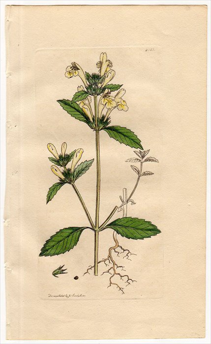 1811年 Sowerby English Botany 初版 No 2353 シソ科 チシマオドリコソウ属 Galeopsis Villosa アンティークプリント ボタニカルアート 博物画の通販サイト Spirito Di Artigiano