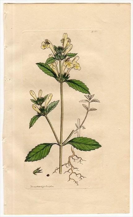 1811年 Sowerby English Botany 初版 No 2353 シソ科 チシマオドリコソウ属 Galeopsis Villosa アンティークプリント ボタニカルアート 博物画の通販サイト Spirito Di Artigiano