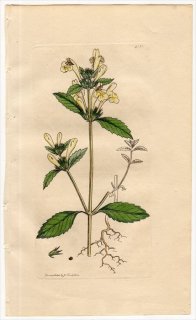 1811ǯ Sowerby English Botany  No.2353  ޥɥꥳ° GALEOPSIS villosa