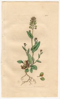 1811ǯ Sowerby English Botany  No.2354 ֥ʲ ͥХ° THLASPI perfoliatum