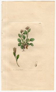 1811ǯ Sowerby English Botany  No.2355 ֥ʲ ͥĥХ° CARDAMINE bellidifolia