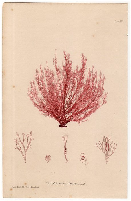 1859年 Bradbury British Sea Weeds Pl.13 フジマツモ科 イトグサ属 POLYSIPHONIA fibrata 海藻  - アンティークプリント 博物画 ボタニカルアートの通販サイト Spirito di Artigiano