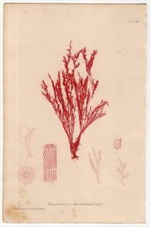 1859ǯ Bradbury British Sea Weeds Pl.22 եޥĥ ƥ֥饿° POLYSIPHONIA atro-rubescens 