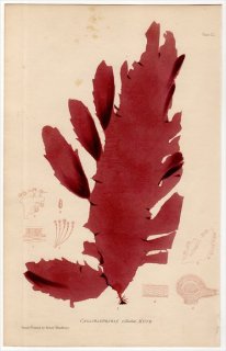 1859ǯ Bradbury British Sea Weeds Pl.52 ȥ˥ Х° CALLIBLEPHARIS ciliata 
