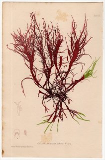 1859ǯ Bradbury British Sea Weeds Pl.53 ȥ˥ Х° CALLIBLEPHARIS jubata 