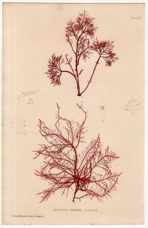 1859ǯ Bradbury British Sea Weeds Pl.59a ƥ󥰥 ƥ󥰥° GELIDIUM corneum 