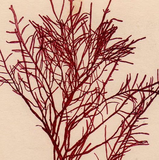 1859年 Bradbury British Sea Weeds Pl.59b テングサ科 テングサ属 GELIDIUM corneum 海藻 -  アンティークプリント 博物画 ボタニカルアートの通販サイト Spirito di Artigiano