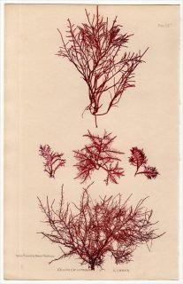 1859ǯ Bradbury British Sea Weeds Pl.59b ƥ󥰥 ƥ󥰥° GELIDIUM corneum 