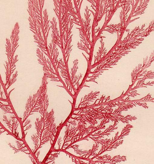 1859年 Bradbury British Sea Weeds Pl 68b ユカリ科 ユカリ属 ホソユカリ Plocamium Coccineum 海藻 アンティークプリント ボタニカルアート 博物画の通販サイト Spirito Di Artigiano