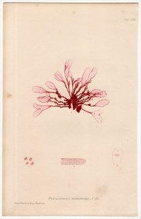 1859ǯ Bradbury British Sea Weeds Pl.81 ĥΥ եե° PHYLLOPHORA palmettoides 