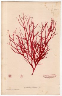 1859ǯ Bradbury British Sea Weeds Pl.92a ٥˲ ٥° HALYMENIA ligulata 