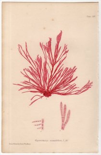1859ǯ Bradbury British Sea Weeds Pl.114  ܥͥ° GRIFFITHSIA secundiflora 
