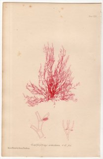 1859ǯ Bradbury British Sea Weeds Pl.116 󥲥ꥢ Υݥ륹° CORYNOSPORA pedicellata 