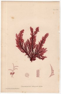 1859ǯ Bradbury British Sea Weeds Pl.119 ̥ȥ ° CALLITHAMNION Arbuscula 