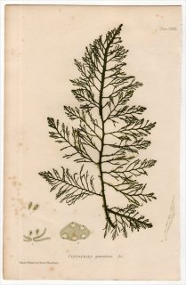 1859ǯ Bradbury British Sea Weeds Pl.132 ۥ Υ⥯° CYSTOSEIRA granulata 