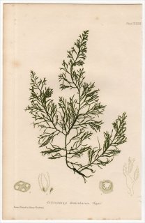 1859ǯ Bradbury British Sea Weeds Pl.133 ۥ Υ⥯° CYSTOSEIRA foeniculacea 