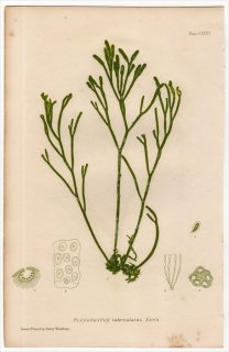 1859ǯ Bradbury British Sea Weeds Pl.135 ۥ ӥե륫ꥢ° PYCNOPHYCUS tuberculatus 