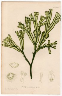 1859ǯ Bradbury British Sea Weeds Pl.136 ҥХޥ ҥХޥ° FUCUS vesiculosus 