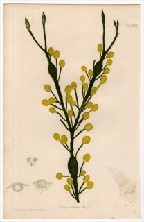 1859ǯ Bradbury British Sea Weeds Pl.139 ҥХޥ ե° FUCUS nodosus 