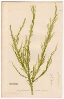 1859ǯ Bradbury British Sea Weeds Pl.142 륷 륷° 륷 DESMARESTIA ligulata 