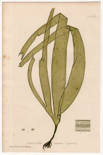 1859年 Bradbury British Sea Weeds Pl.147 コンブ科 コンブ属 LAMINARIA digitata 海藻