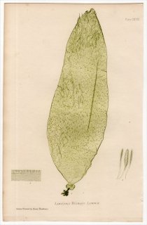 1859年 Bradbury British Sea Weeds Pl.148 フィラリア科 サッコリザ属 LAMINARIA BULBOSA 海藻