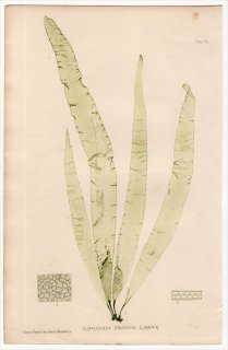 1859ǯ Bradbury British Sea Weeds Pl.150 ֲ եȥ° LAMINARIA Phyllitis 