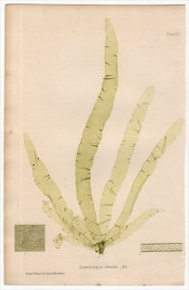 1859ǯ Bradbury British Sea Weeds Pl.151 Υ 襦ϥХΥ° LAMINARIA fascia 