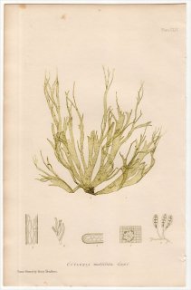 1859年 Bradbury British Sea Weeds Pl.154 ムチモ科 ムチモ属 ヒラムチモ CUTLERIA multifida 海藻