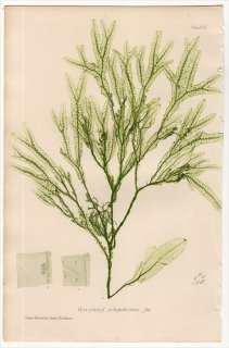 1859年 Bradbury British Sea Weeds Pl.155 アミジグサ科 ヤハズグサ属 HALISERIS polypodioides 海藻