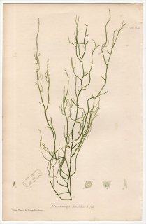 1859年 Bradbury British Sea Weeds Pl.159 ナガマツモ科 ヒモマクラ属 STILOPHORA Rhizodes 海藻