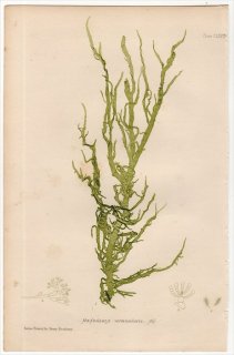 1859年 Bradbury British Sea Weeds Pl.168 ナガマツモ科 メソグロイア属 MESOGLOIA vermicularis 海藻