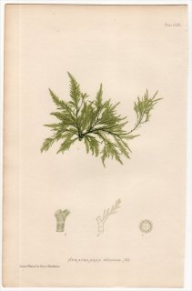 1859年 Bradbury British Sea Weeds Pl.171 クロガシラ科 クロガシラ属 SPHACELARIA filicina 海藻