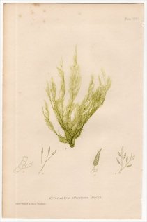 1859年 Bradbury British Sea Weeds Pl.174 シオミドロ科 シオミドロ属 シオミドロ ECTOCARPUS siliculosus 海藻