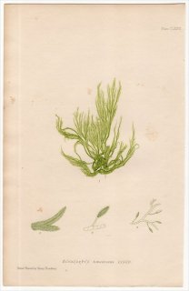 1859年 Bradbury British Sea Weeds Pl.177 シオミドロ科 カギシオミドロ属 ECTOCARPUS tomentosus 海藻