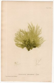 1859ǯ Bradbury British Sea Weeds Pl.181 ʥޥĥ ץ쥢° ECTOCARPUS sphaerophorus 