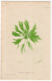 1859年 Bradbury British Sea Weeds Pl.184 ハネモ科 ハネモ属 ハネモ BRYOPSIS plumosa 海藻